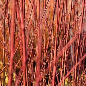 Cornus Sericea 'Cardinal', Redtwig Dogwood CardinaL, Cardinal Redosier Dogwood, Deciduous Shrubs, Foliage, Fall color, Winter color, Shrubs with berries